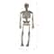 8" Skeletons, 3ct. by Ashland®